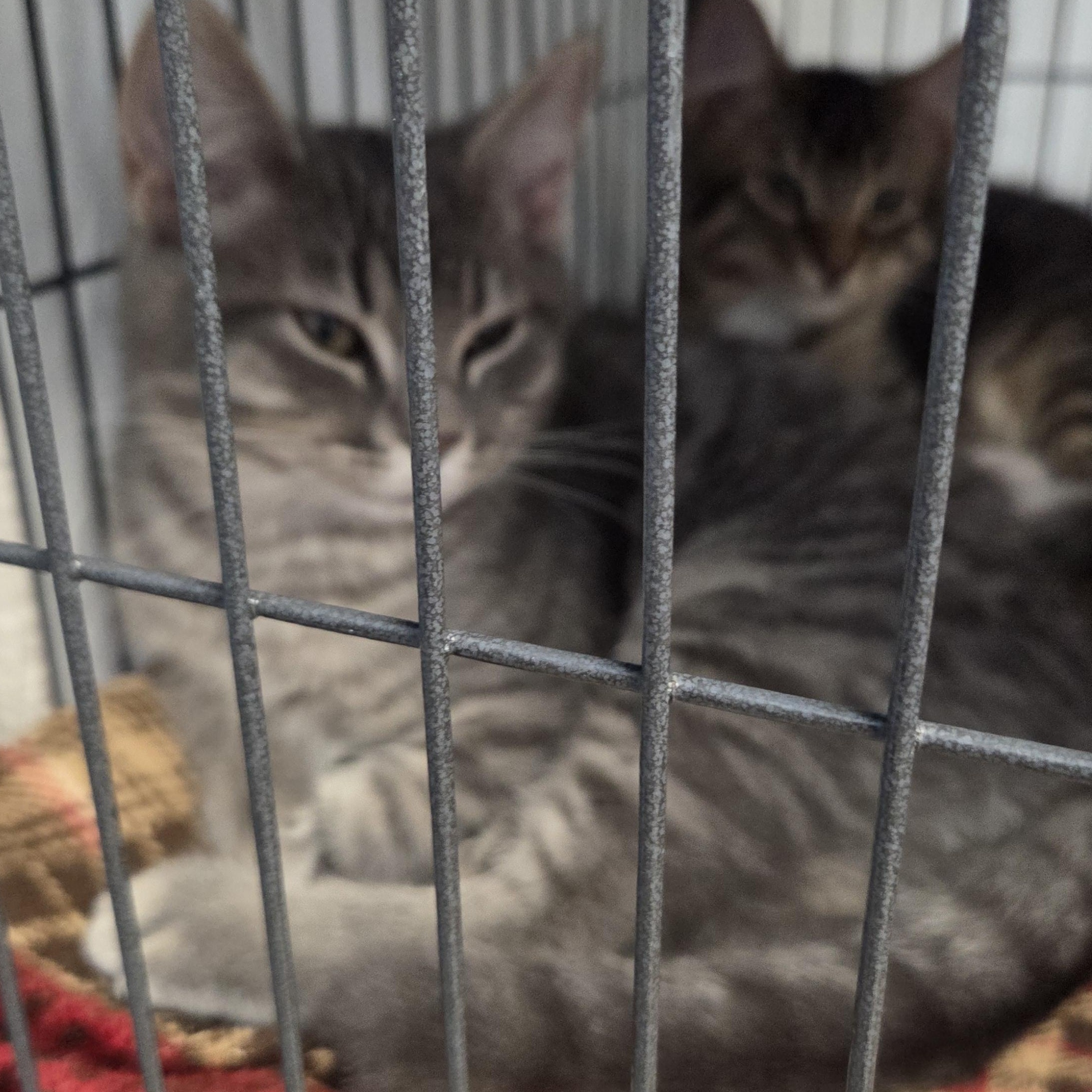 Winsten, an adopted Domestic Short Hair in Brooks, AB image 2/2