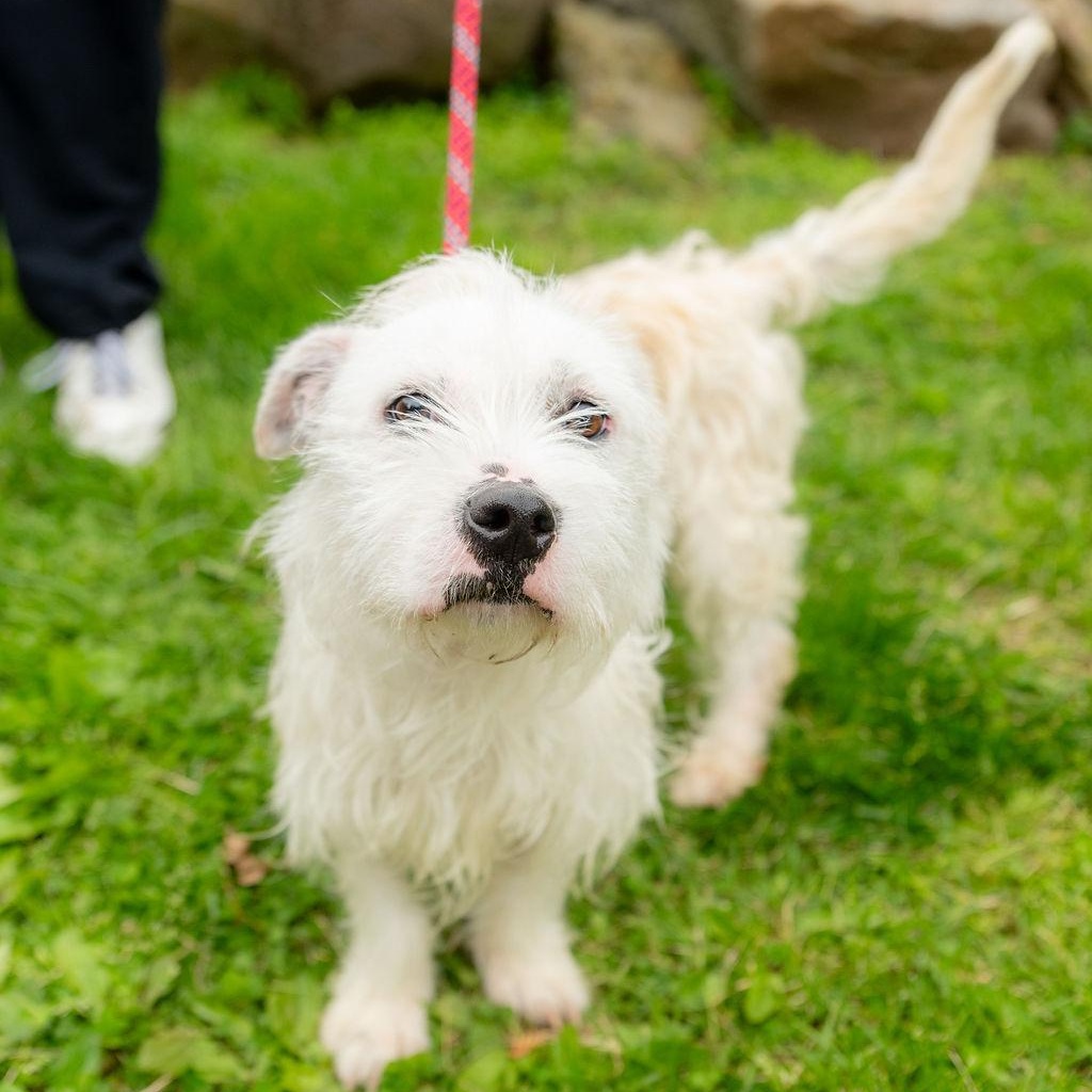 Enlarge Wild Thing, an adopted Mixed Breed in Chester Springs, PA image 2/4