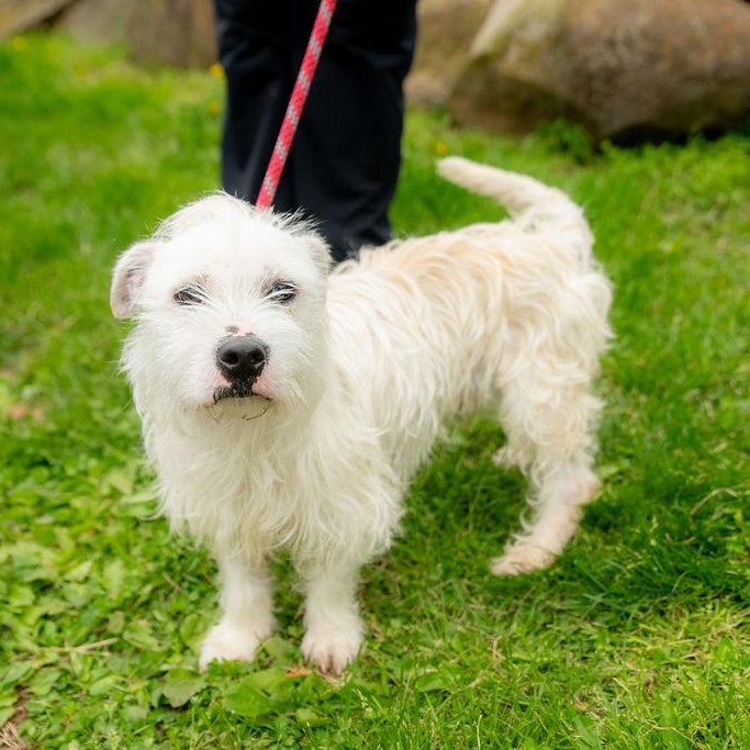 Enlarge Wild Thing, an adopted Mixed Breed in Chester Springs, PA image 4/4