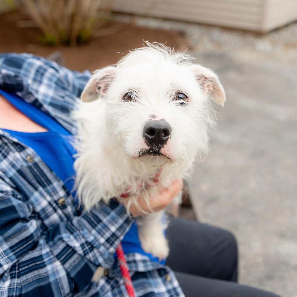 Enlarge Wild Thing, an adopted Mixed Breed in Chester Springs, PA image 3/4