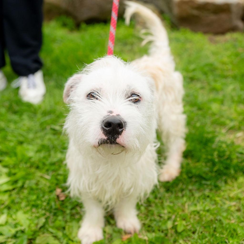 Wild Thing, adopted, Adult Male Mixed Breed.