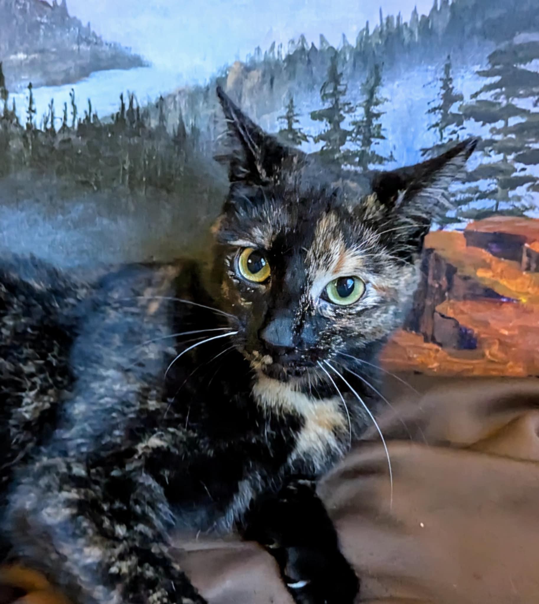 Mavis, Adult Female Tortoiseshell