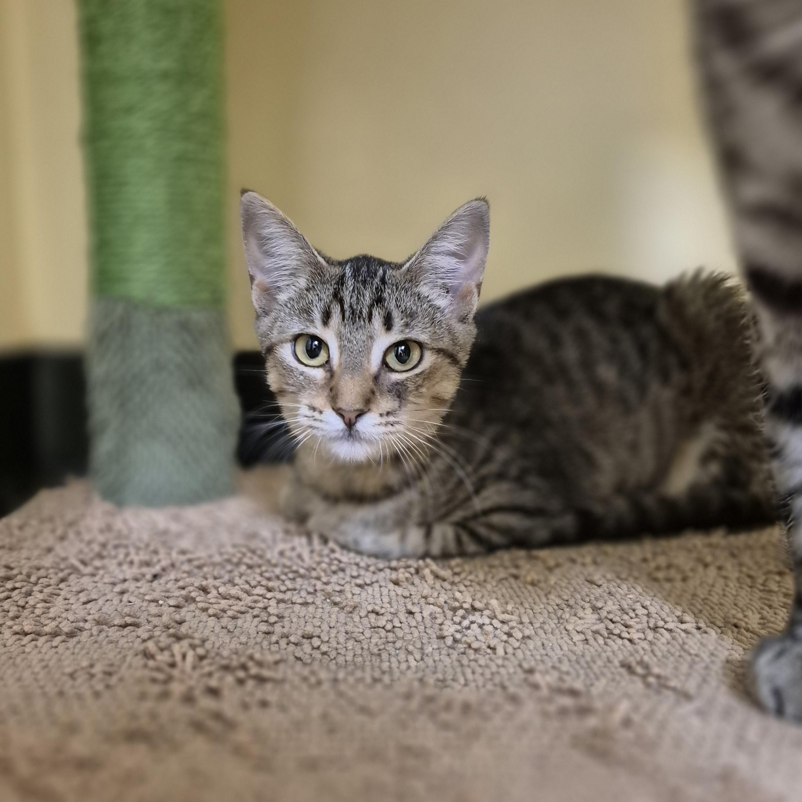 El Paso, Adoptable, Young Male Domestic Short Hair.