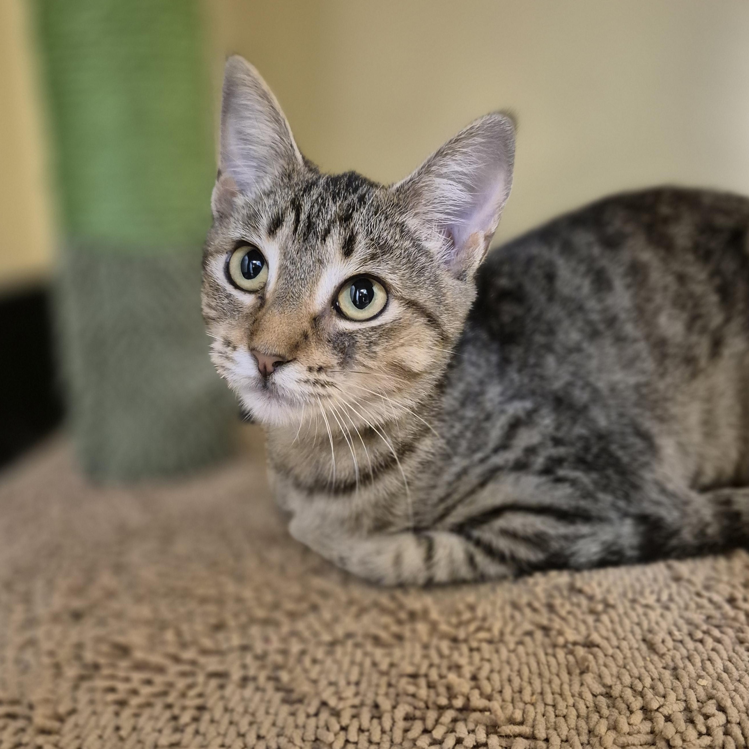 El Paso, a Adoptable Domestic Short Hair in Schertz, TX image 2/3