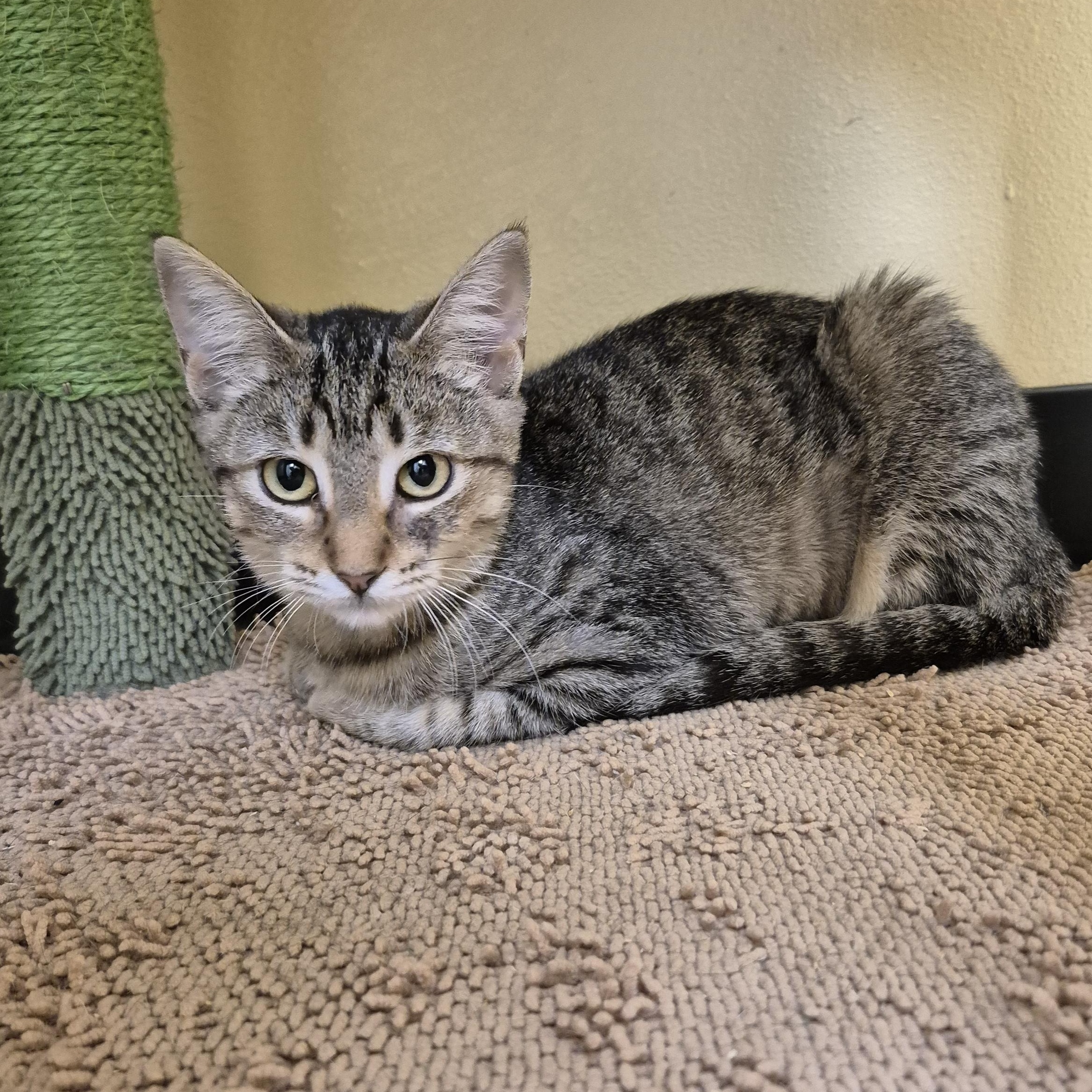 El Paso, a Adoptable Domestic Short Hair in Schertz, TX image 3/3