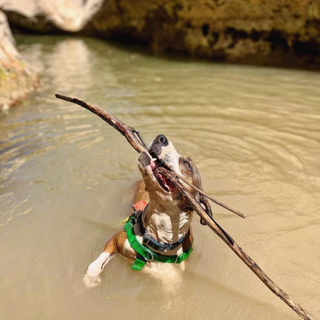 Maisy — thumbnail 3