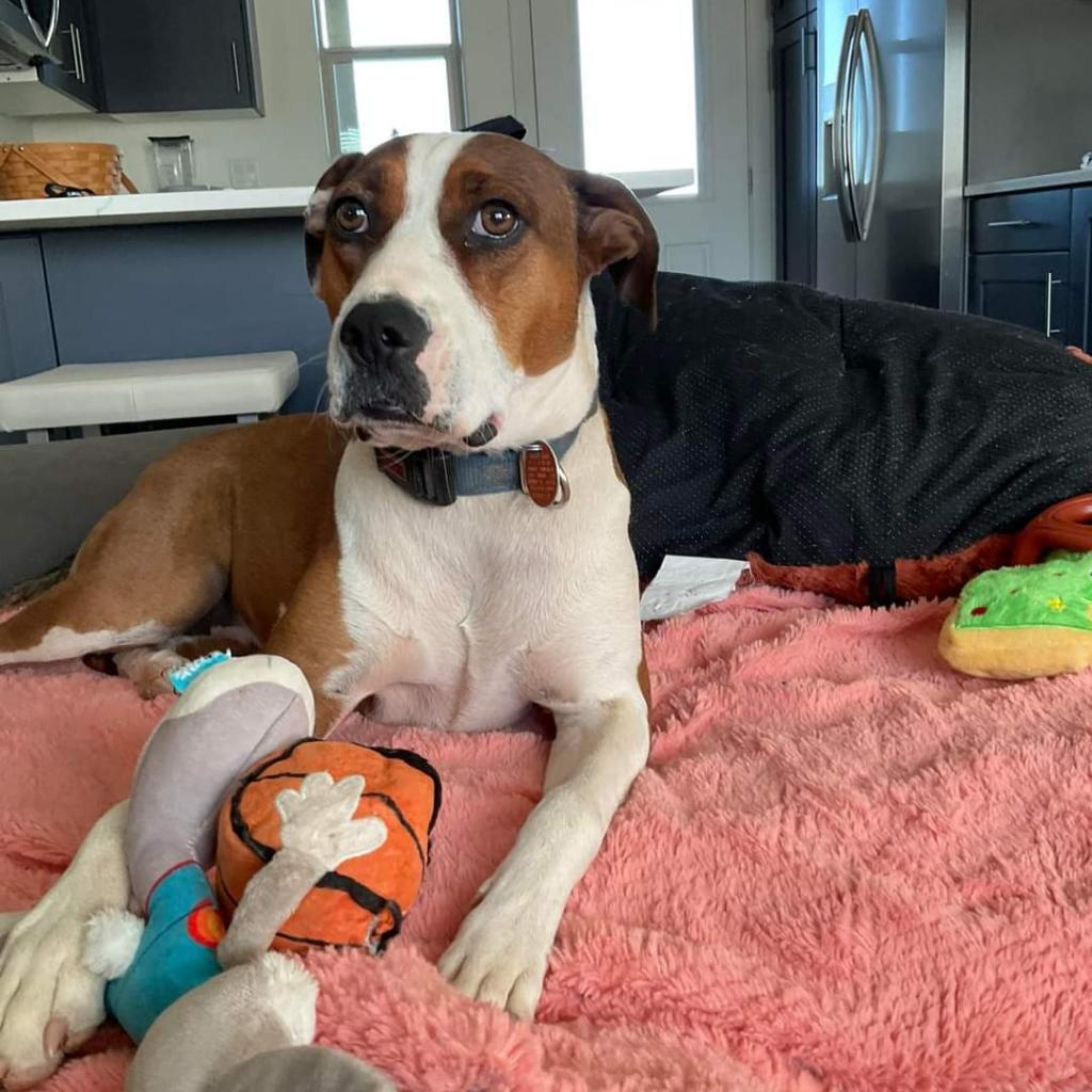 Maisy, a Adoptable American Staffordshire Terrier in Kanab, UT image 4/6