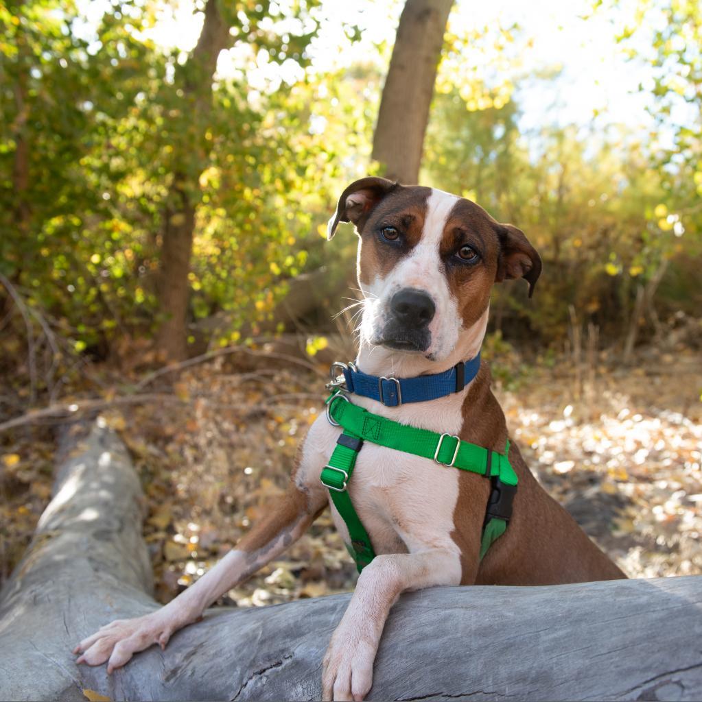 Maisy, a Adoptable American Staffordshire Terrier in Kanab, UT image 5/6