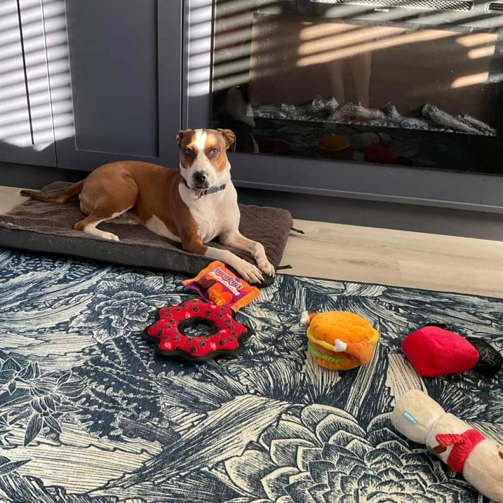 Maisy, a Adoptable American Staffordshire Terrier in Kanab, UT image 6/6