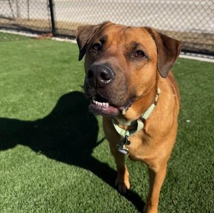 Simon, Adoptable, Adult Male Mixed Breed & Mixed Breed.