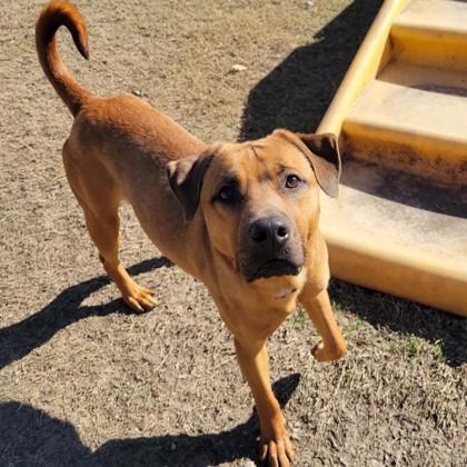 Simon, Adoptable, Adult Male Mixed Breed & Mixed Breed.