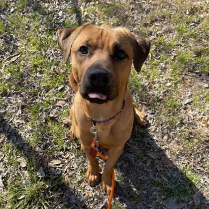 Enlarge Simon, a Adoptable Mixed Breed in Dallas, TX image 3/5