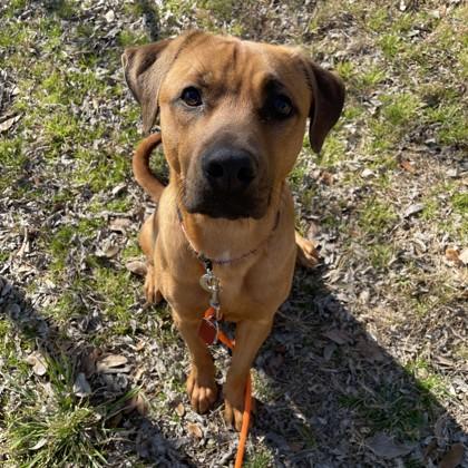 Enlarge Simon, a Adoptable Mixed Breed in Dallas, TX image 5/5