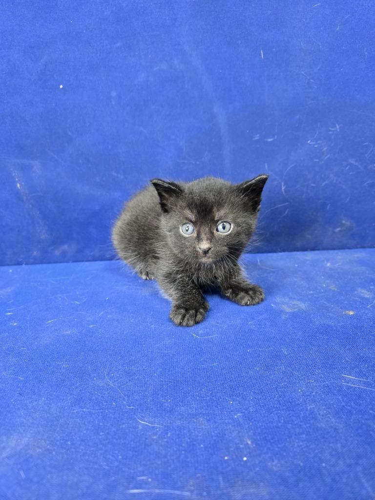 Doctor, Adoptable, Young Male American Shorthair.