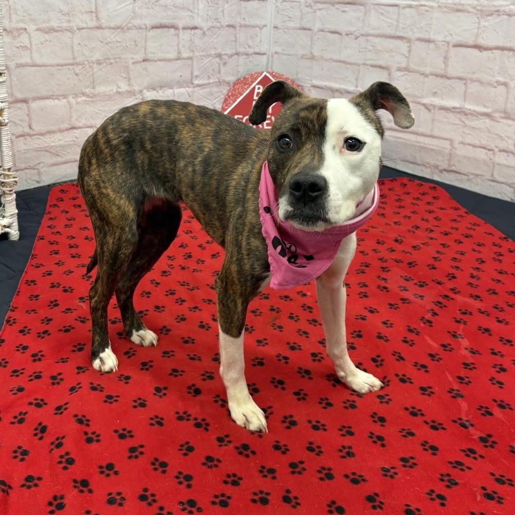 Dazzle, Adoptable, Adult Female Staffordshire Bull Terrier & Mixed Breed.