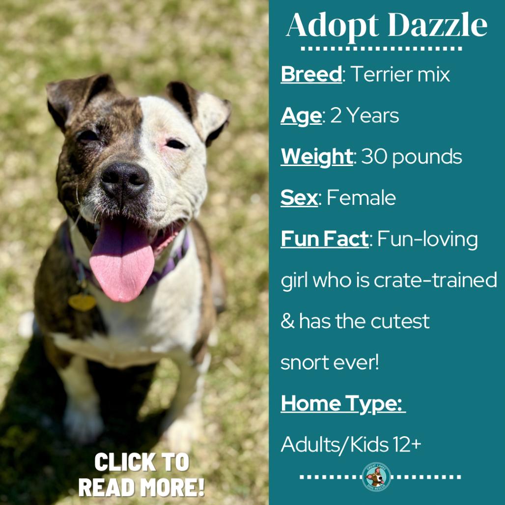 Dazzle, a Adoptable mixed breed in Metamora, MI image 2/6