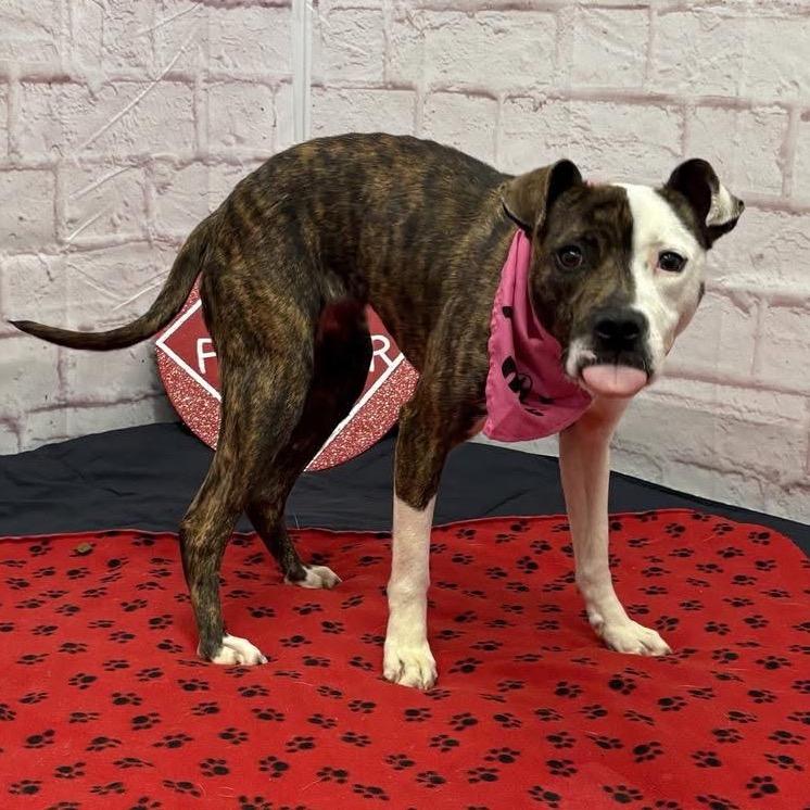 Dazzle, a Adoptable mixed breed in Metamora, MI image 3/6