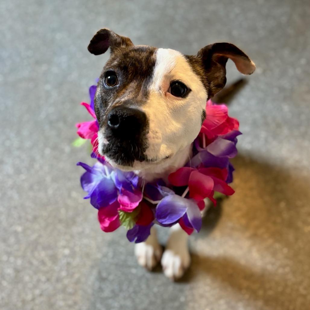 Dazzle, a Adoptable mixed breed in Metamora, MI image 4/6