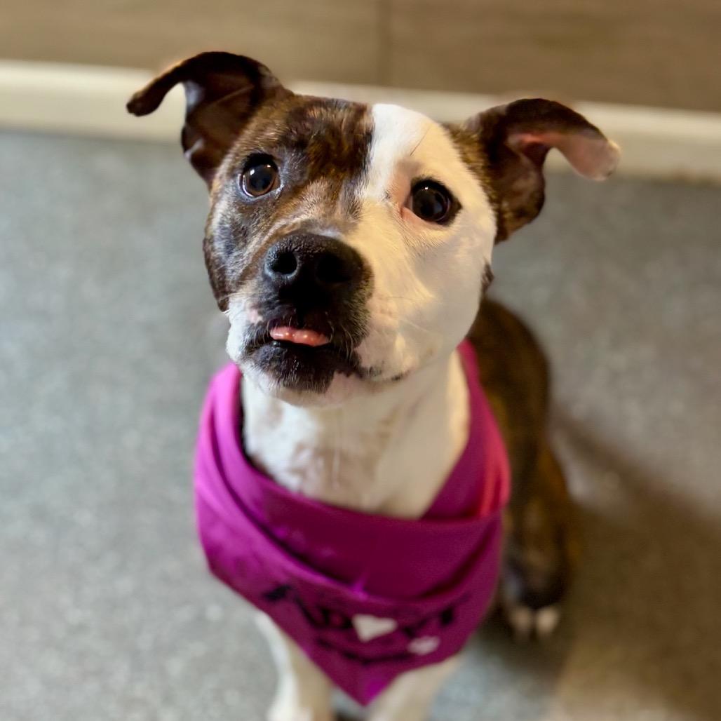 Dazzle, a Adoptable mixed breed in Metamora, MI image 6/6