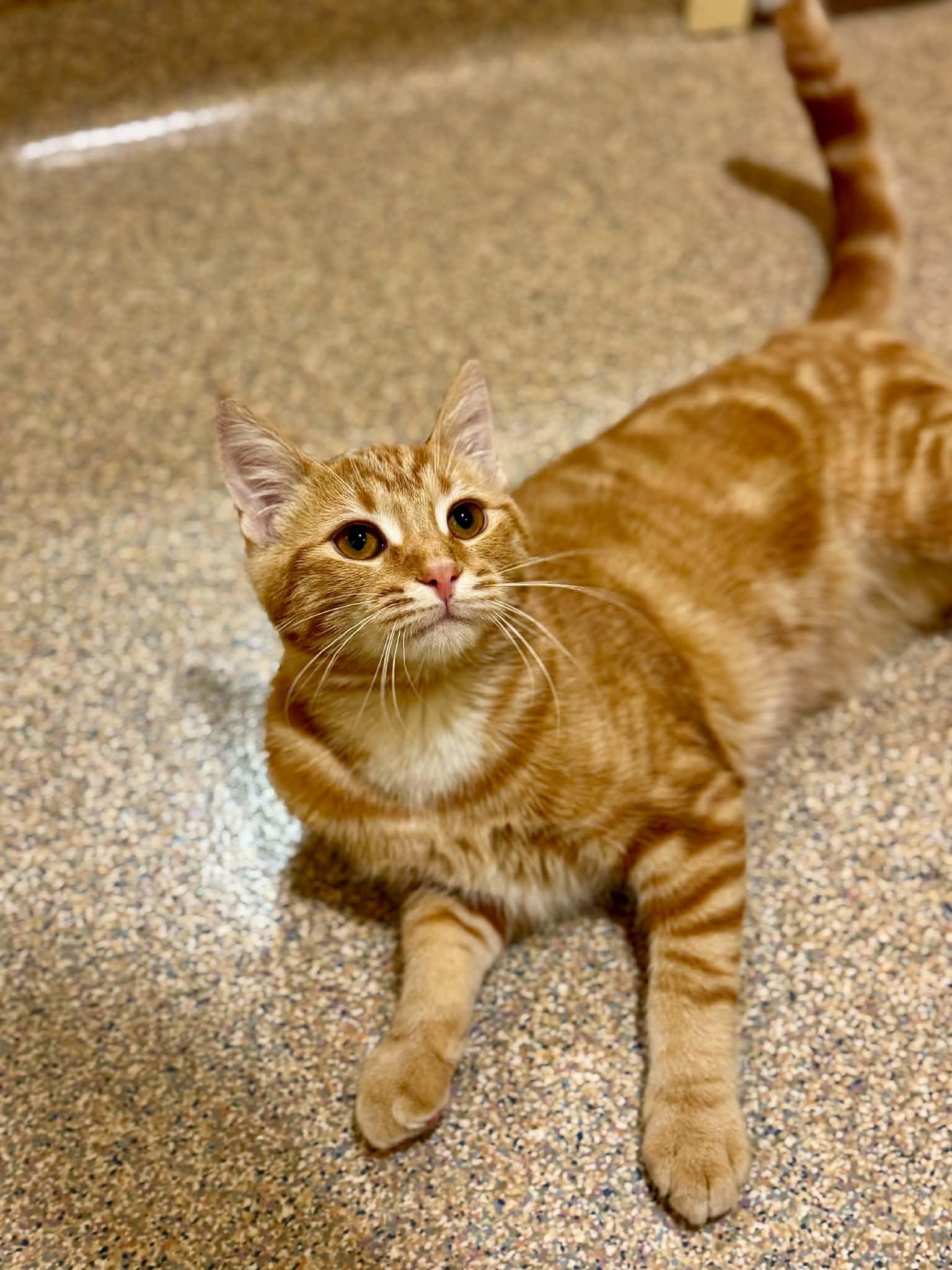 Chester, Adoptable, Young Male Domestic Short Hair.