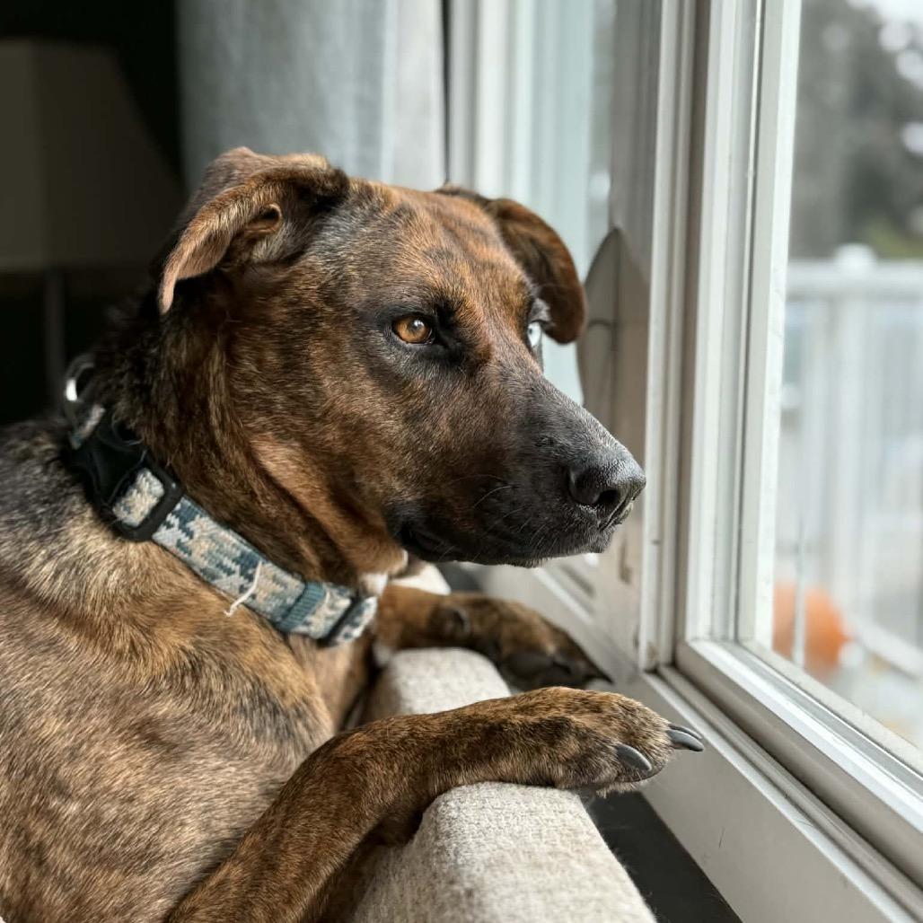 Kia, Adoptable, Adult Female Mountain Cur & Mixed Breed.