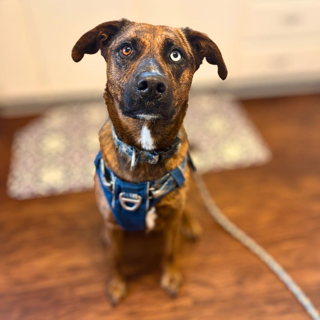 Enlarge Kia, a Adoptable mixed breed in Rochester, MN image 2/5