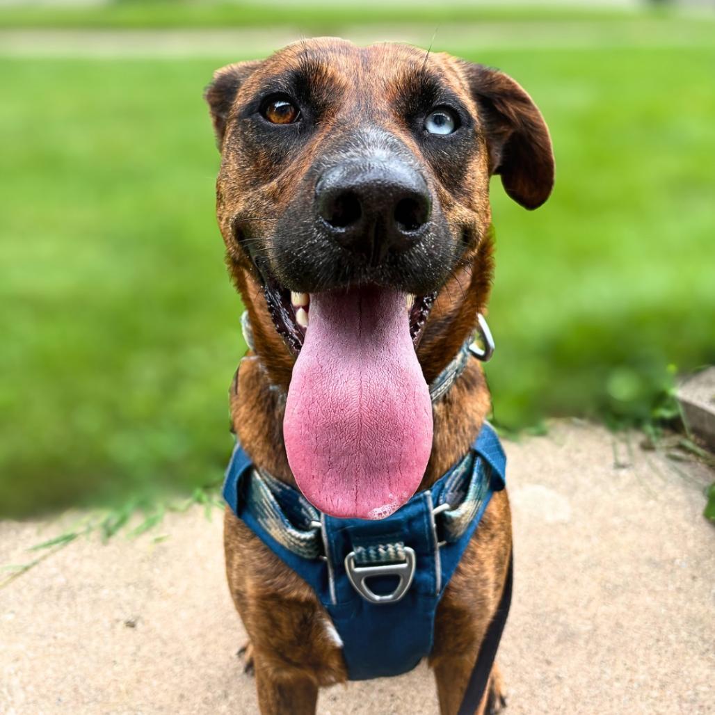 Enlarge Kia, a Adoptable mixed breed in Rochester, MN image 3/5