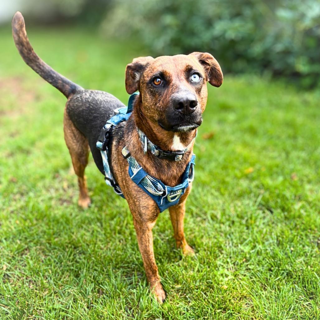 Enlarge Kia, a Adoptable mixed breed in Rochester, MN image 4/5