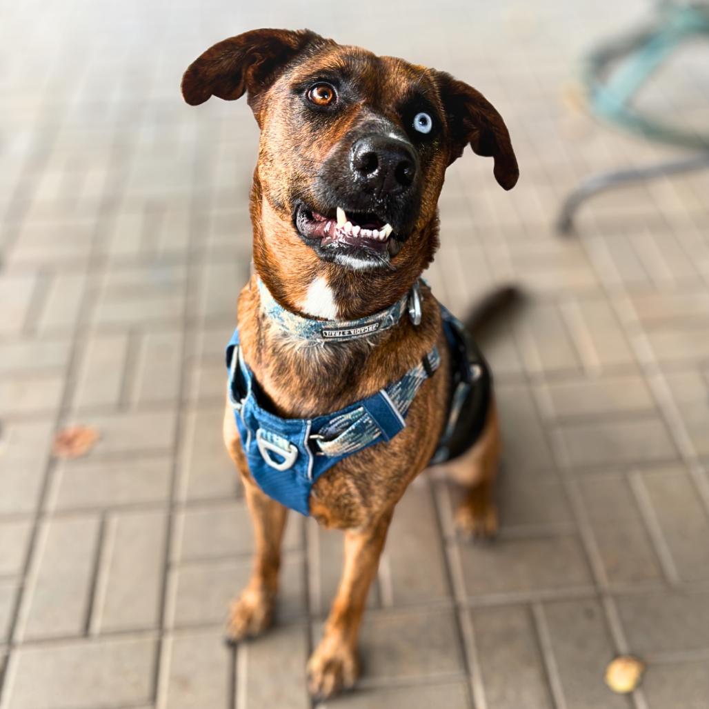 Enlarge Kia, a Adoptable mixed breed in Rochester, MN image 5/5
