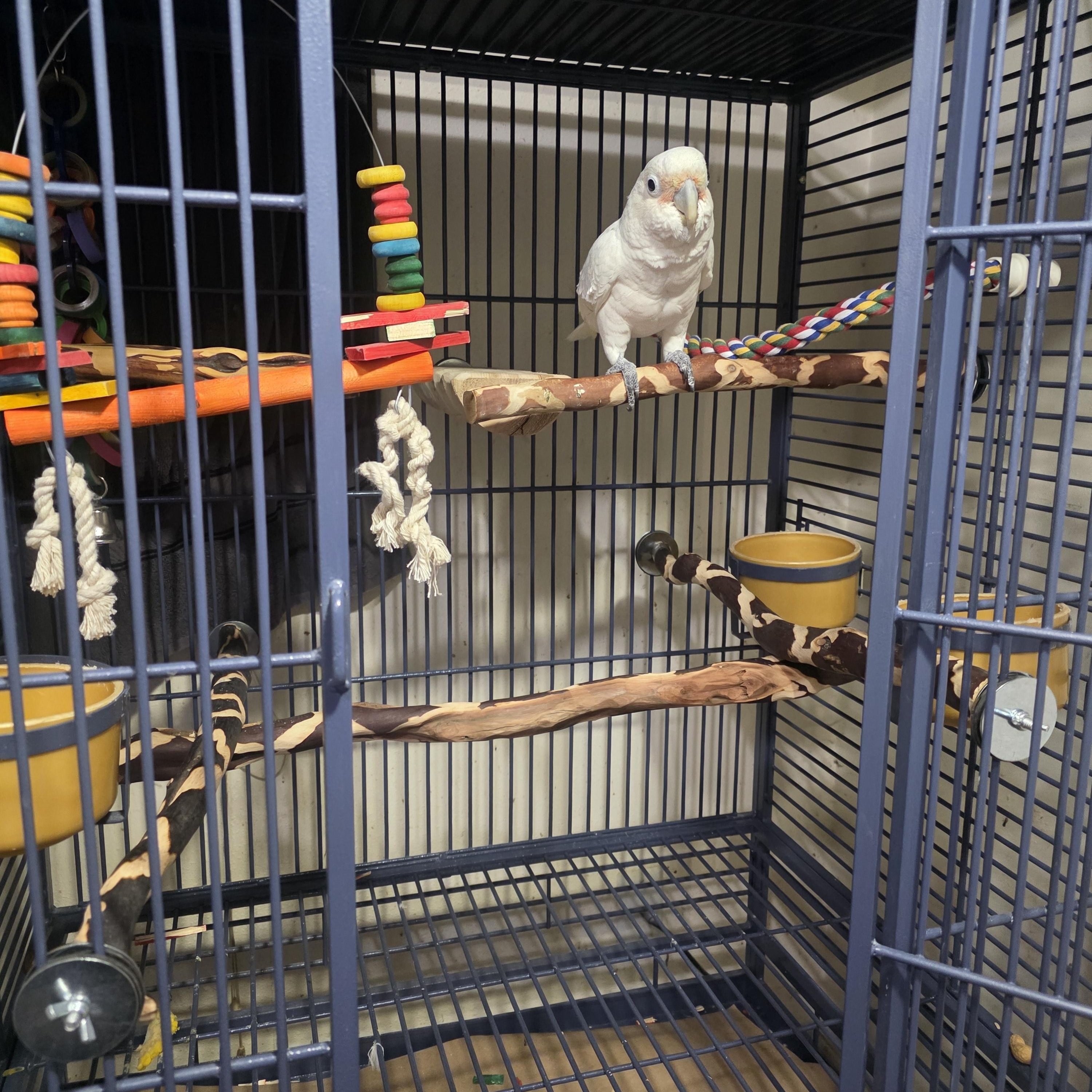 Poe' The Female Goffins Cockatoo, an adopted Cockatoo in Vancouver, WA image 3/5