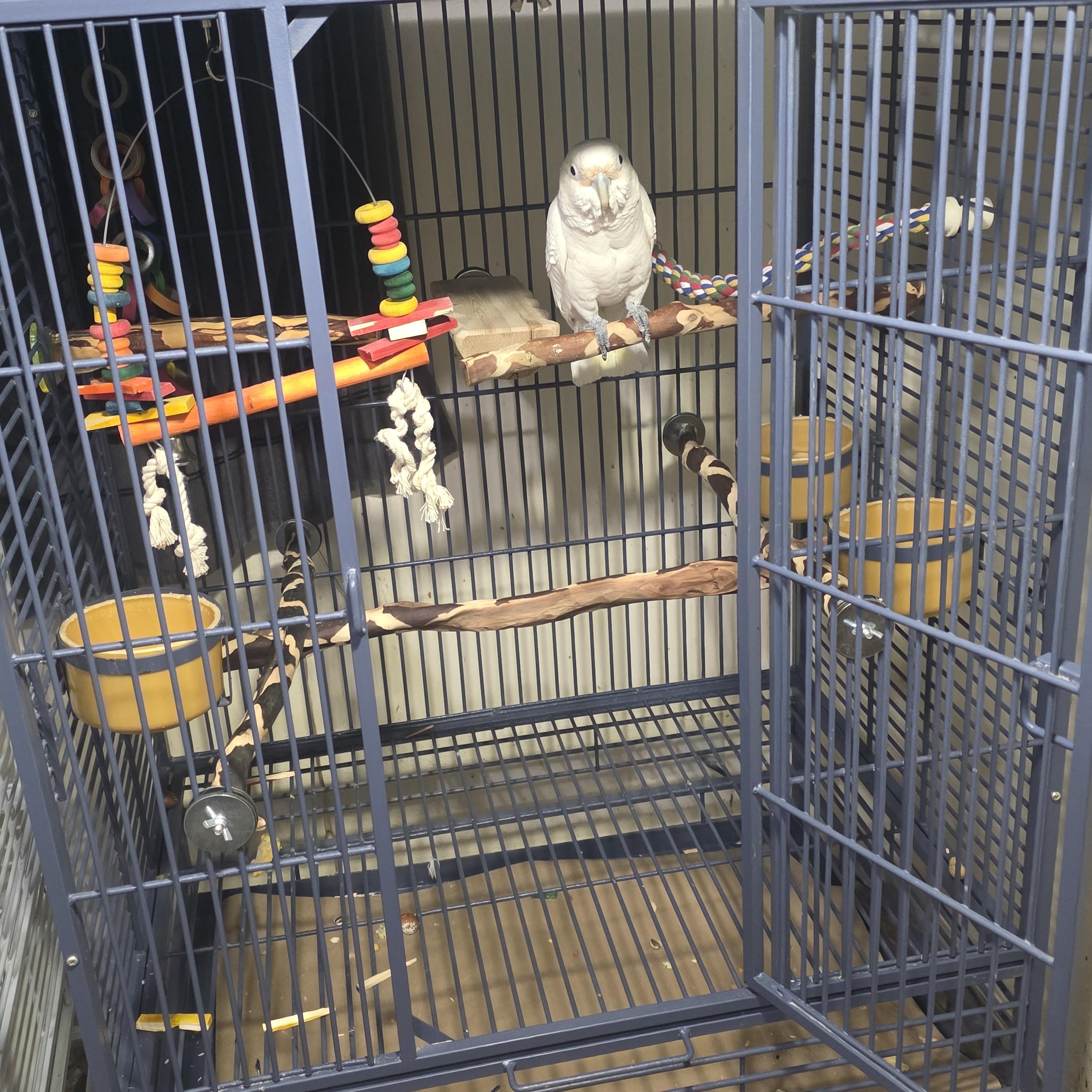 Poe' The Female Goffins Cockatoo, an adopted Cockatoo in Vancouver, WA image 4/5