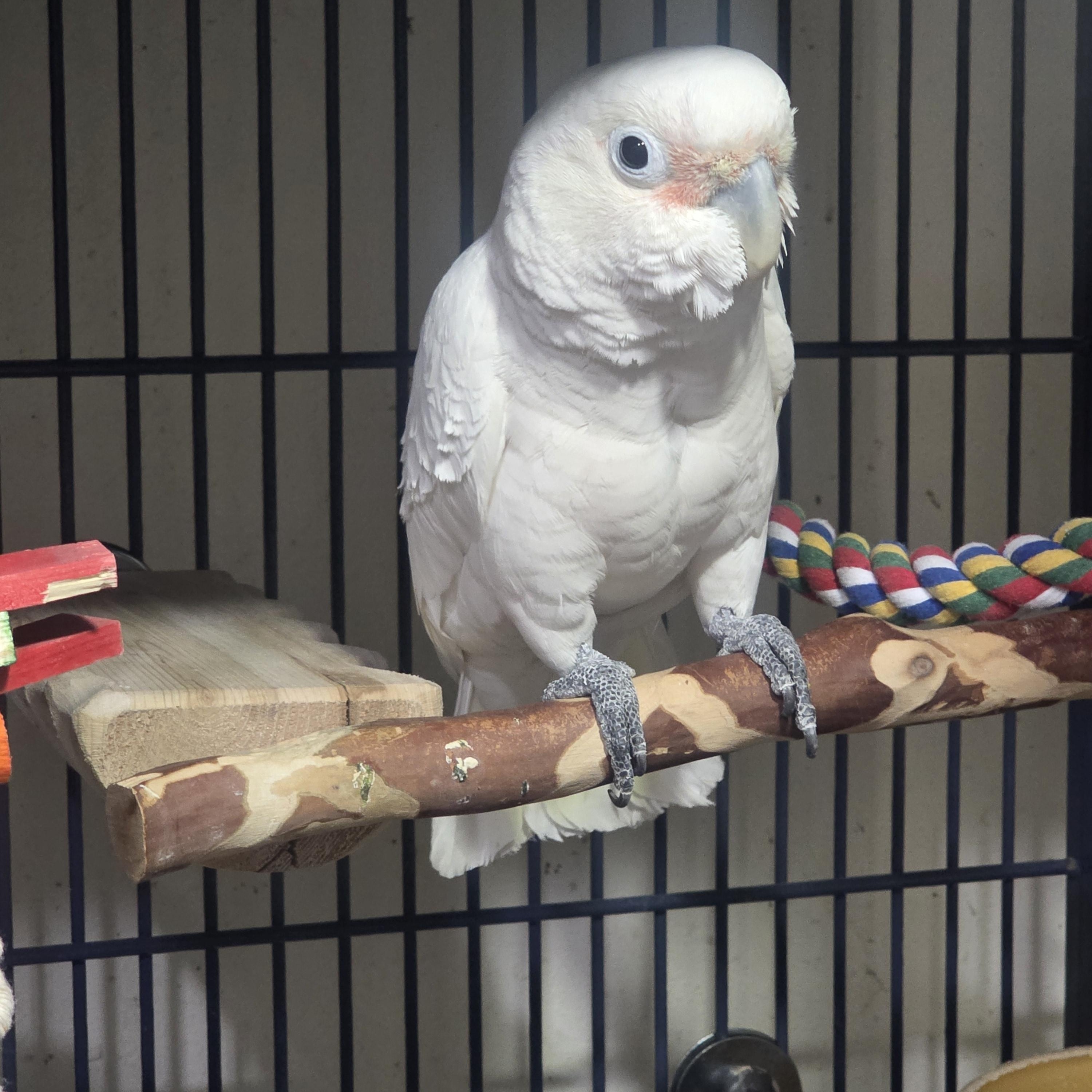 Poe' The Female Goffins Cockatoo, an adopted Cockatoo in Vancouver, WA image 2/5