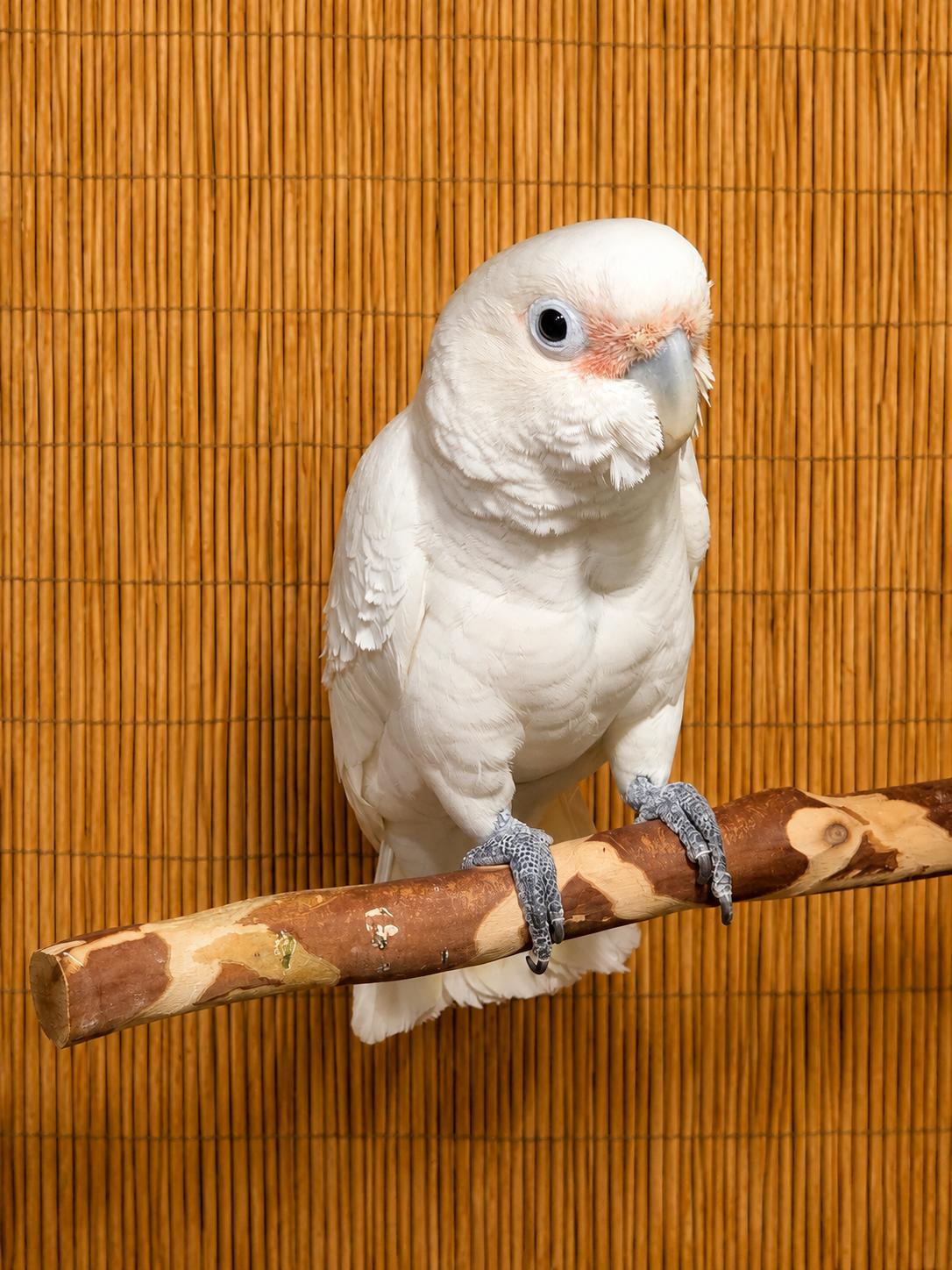 Poe' The Female Goffins Cockatoo, an adopted Cockatoo in Vancouver, WA image 1/5