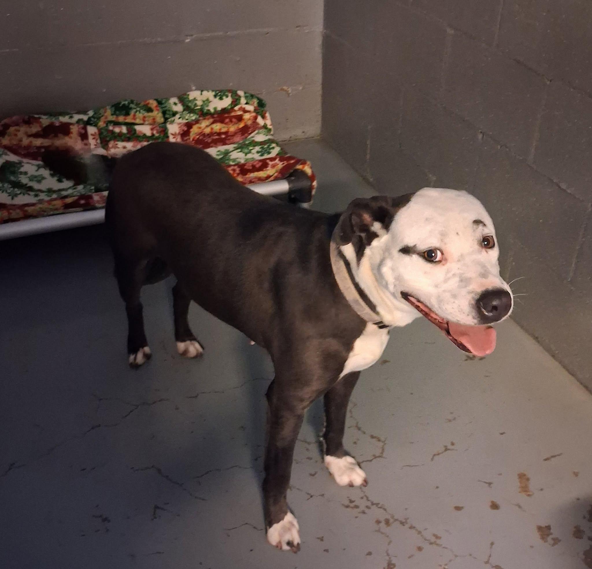Enlarge Charlie, a ADOPTABLE mixed breed in Stuart, VA image 1/1