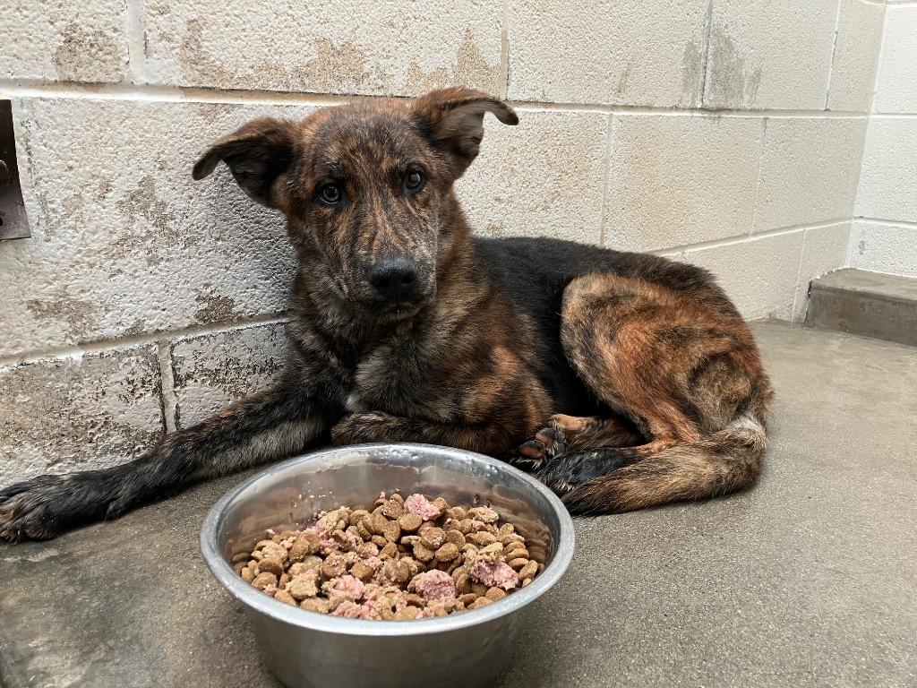 Enlarge Angus, a Adoptable mixed breed in Twentynine Palms, CA image 1/1