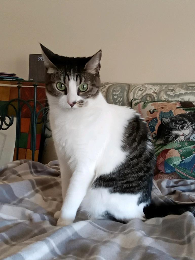 Emerald, Adoptable, Adult Female Domestic Short Hair.