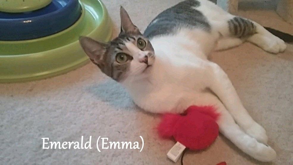 Enlarge Emerald, a Adoptable mixed breed in Hoover , AL image 2/5