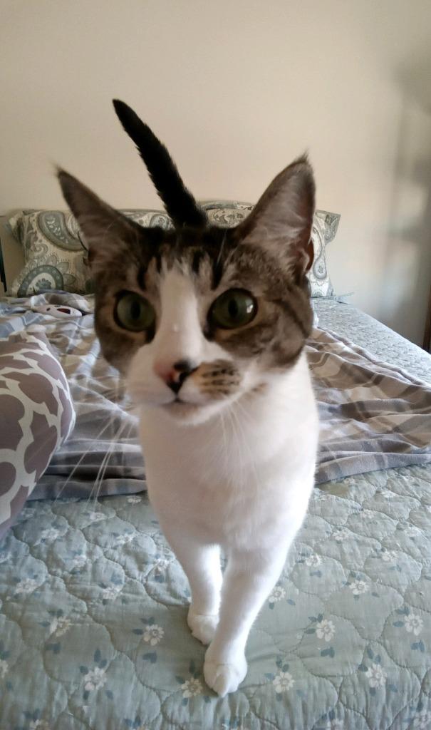 Enlarge Emerald, a Adoptable mixed breed in Hoover , AL image 3/5