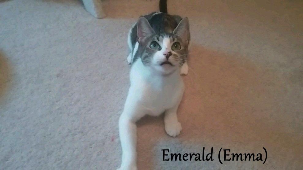 Enlarge Emerald, a Adoptable mixed breed in Hoover , AL image 3/5