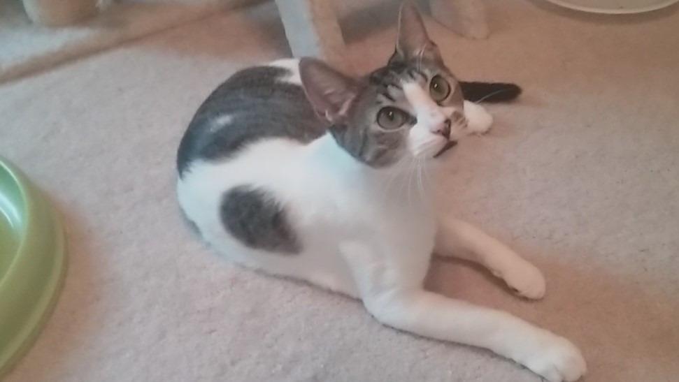 Enlarge Emerald, a Adoptable mixed breed in Hoover , AL image 5/5