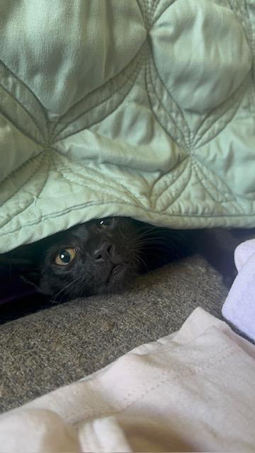 Thunder Kitties, Adoptable, Kitten Female Domestic Short Hair.