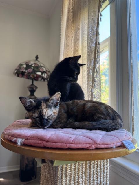 Thunder Kitties, a Adoptable Domestic Short Hair in largo, FL image 2/4