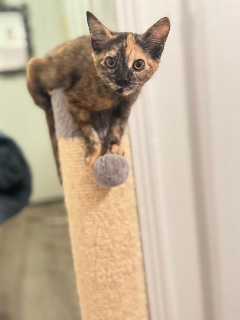 Thunder Kitties, a Adoptable Domestic Short Hair in largo, FL image 3/4