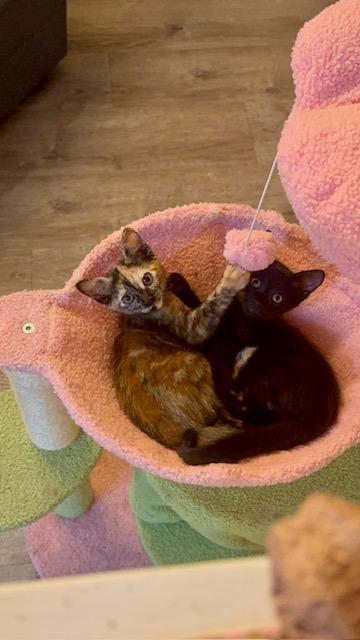 Thunder Kitties, a Adoptable Domestic Short Hair in largo, FL image 4/4