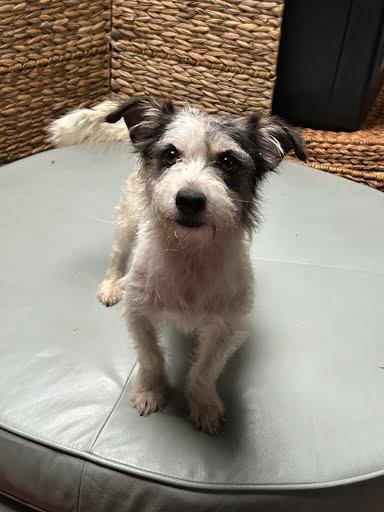 Enlarge Waffles, a Adoptable mixed breed in Huntington Beach, CA image 1/1