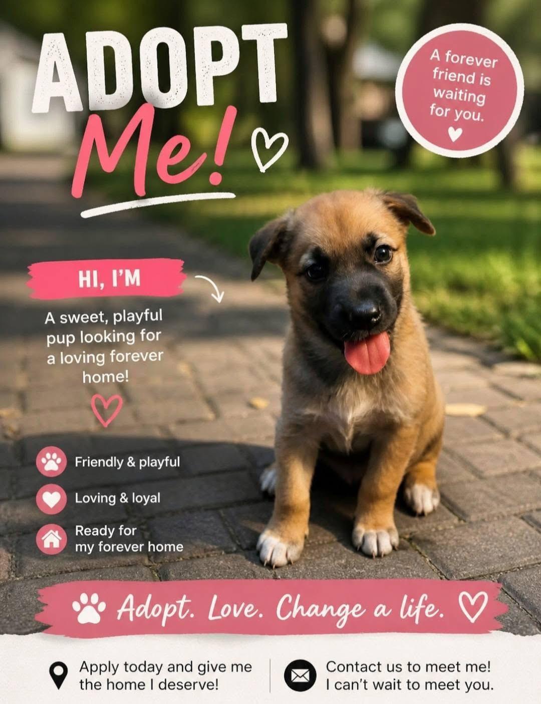 Angela, ADOPTABLE, Puppy Female German Shepherd Dog & Siberian Husky.