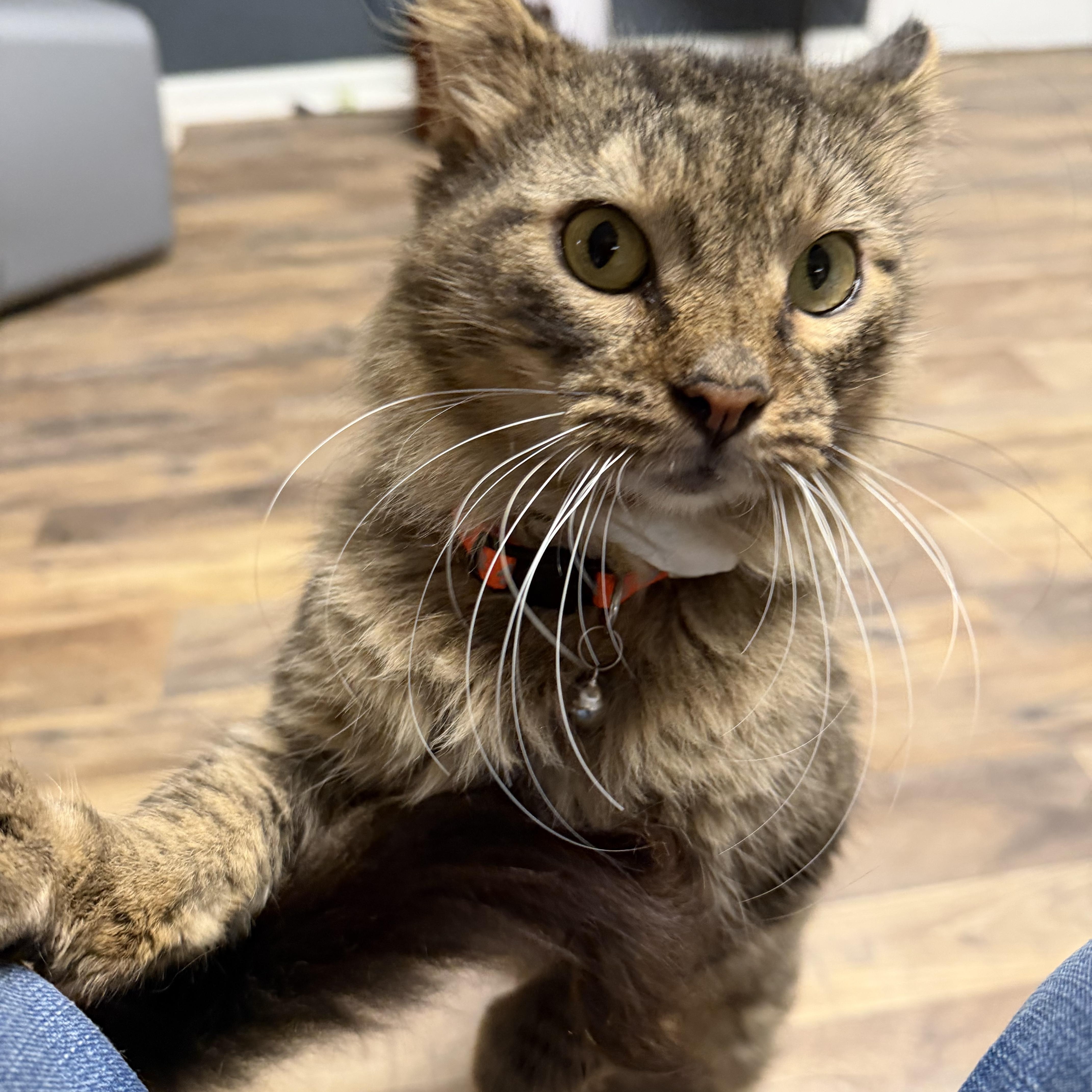 Enlarge Titan, a Adoptable Domestic Medium Hair in Pottsville, PA image 2/3