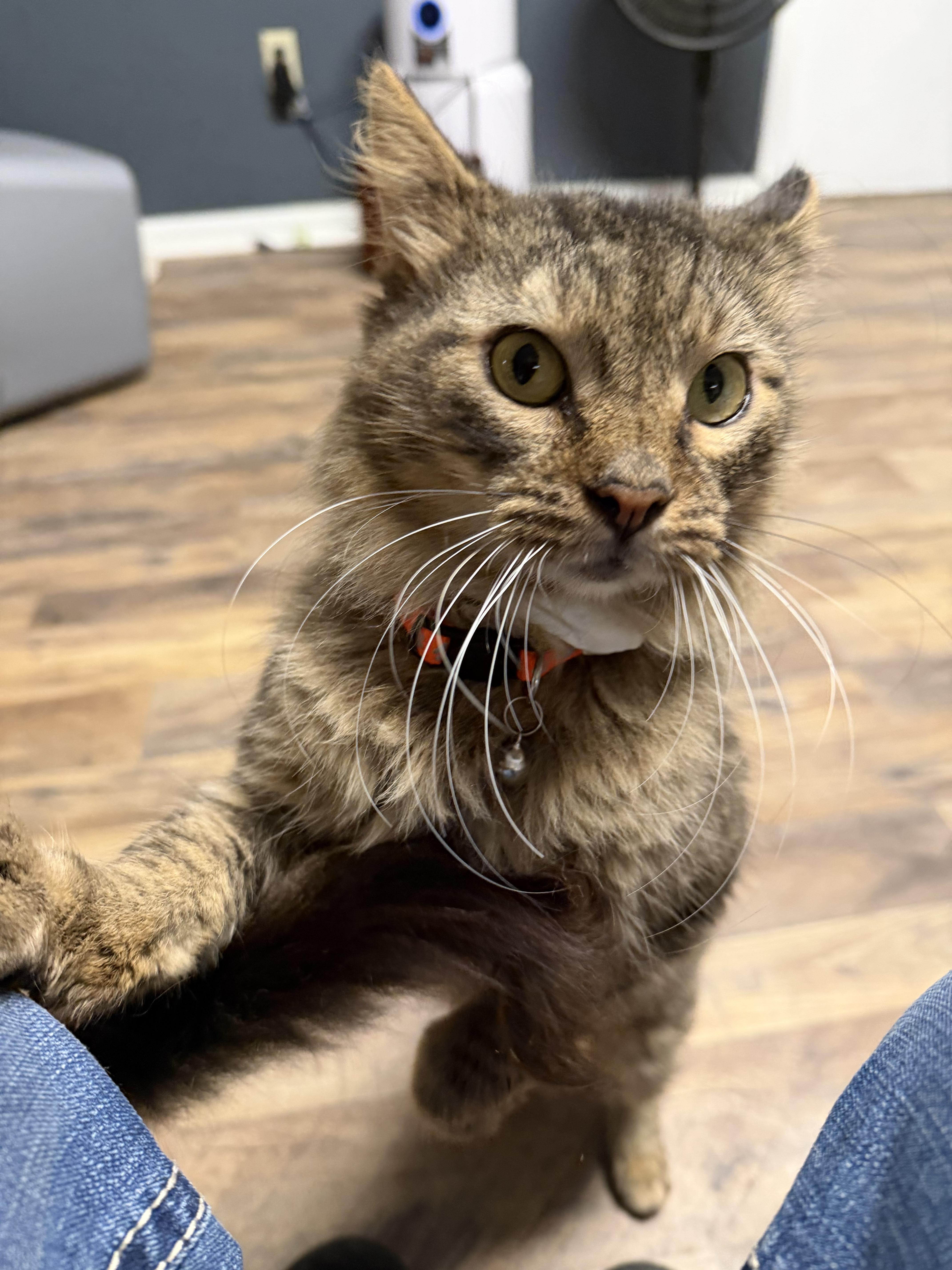 Enlarge Titan, a Adoptable Domestic Medium Hair in Pottsville, PA image 1/3