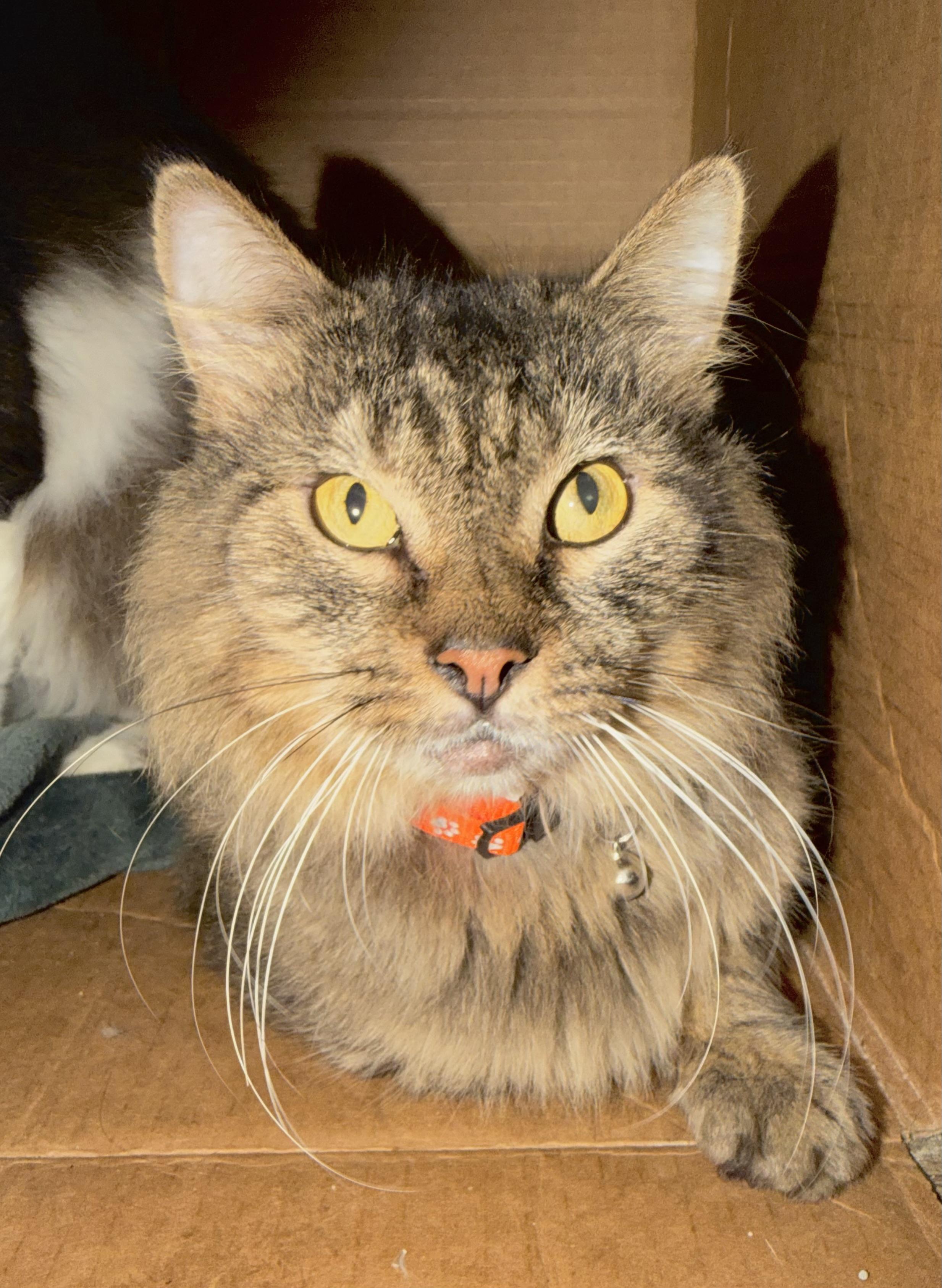 Titan, Adoptable, Adult Male Domestic Medium Hair.
