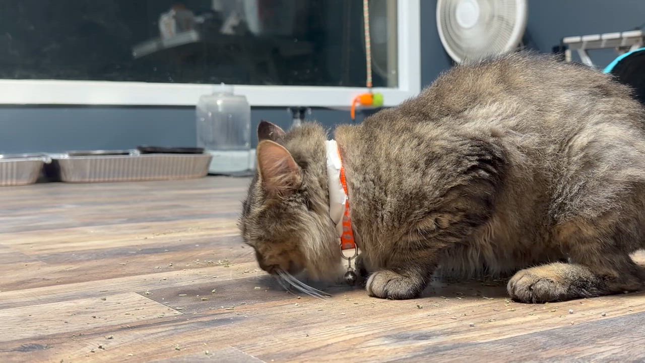 Enlarge Titan, a Adoptable Domestic Medium Hair in Pottsville, PA video 3/3